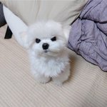 [댓글부탁해] 에뛰드 섀도우 추천<b>해조</b>라조