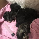 [고양이] 1탄 2018년 9월 쓰레기봉지에서 냥줍한 우리집 나옹이들