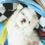 [강아지] 귀요미 말티즈 유후^^