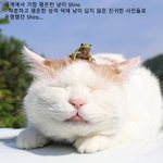세상 제일 <b>평온</b>했던 냥이
