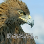 [댓글부탁해] 독수리한테 설렌적은 처음이다 ㄹㅇ