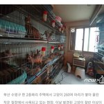 고양이공장 ㅋㅋㅋ