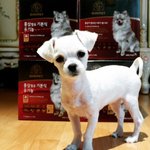 [드루와] 우리 강쥐 예전에 <b>사료</b> 모델 했다