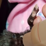 [고양이] 2탄 2018년 9월 쓰레기봉지에서 냥줍한 우리집 나옹이들