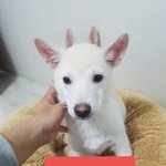 [강아지] 3형제 가족이 되어주세요
