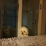 [강아지] 우리집 개뽀리 귀여운거 보고갈 사람