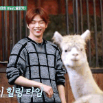 [강다니엘] [안녕다니엘] <b>염소</b>요가 (feat.알파카)