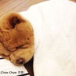 살아 있는 <b>테디</b>베어를 보았다!!!