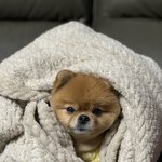 [강아지] 우리집 갱얼쥐자랑