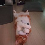 [고양이] 동생 놈이 자꾸 내 <b>플스</b> 탐을 내요 ㅠㅠ