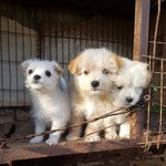 [강아지] 꼬맹이들 가족이 되어주세요