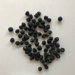 뇌명실 ,러시아 뇌명실,당뇨에 좋은약초,뇌에 좋은 약초