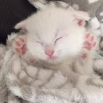 [고양이] 먼치킨 옹옹2에요~