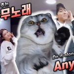 지금 틱톡에서 난리난 고양이 댄스 (안무,박자 찰떡)