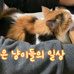 [고양이] 지난 글에 많은 관심을주셔서 감사합니다. 이어 4편이...