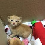 [댓글부탁해] 야 나 고양이 주웠는데