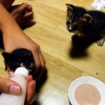 [고양이] 3탄 2018년 9월 쓰레기봉지에서 냥줍한 우리집 <b>나옹</b>이들