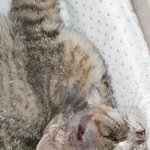 (해결되었습니다) 아픈 고양이는 돌볼곳이 없겠죠?
