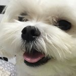 <b>울집</b> 멍멍쓰 혓바닥 짱귀엽지 ,,