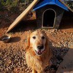 [강아지] <b>골든</b>리트리버 가족이 되어주세요