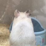 [ㅋㅋㅋㅋㅋ] 우리 햄스터 똑<b>순이</b>ㅎㅎㅎ