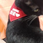 [고양이] 사무실악독한주인 32-진화중