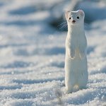 [19] <b>남친</b> 집 갔는데