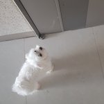 나만 <b>울</b><b>집</b> 강아지 입에 넣어?