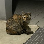 [고양이] [조언]길고양이가 따라오는데....
