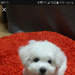 [강아지] 나도 내새끼 자랑할래욧~~