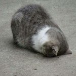 뿌<b>링클</b>vs고추바사삭