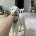 [아가] 아기양 투투 성장기2