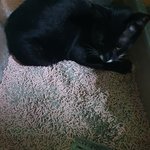 [고양이] 고양이가 이상해요