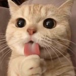 [드루와] 이 고양이 <b>백태</b> 개오져 ㅋㅋㅋㅋㅋ