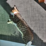 나 드디어 고양이 <b>집사</b> 인정받은 기분임