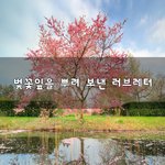 [너가봤으면] 벚꽃잎을 뿌려 보낸 러브레터~