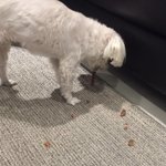 [댓글부탁해] (3)동생 때문에 여친한테 만족을 못하다는 사람입니다