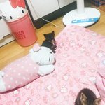 [고양이] 4탄 2018년 9월 쓰레기봉지에서 냥줍한 우리집 나옹이들