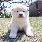 [댓글부탁해] 릴<b>바레</b> 워터틴트 써본사람
