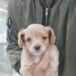 [드루와] <b>말티</b>푸라는데