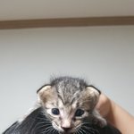 [고양이] 5탄 2018년 9월 쓰레기봉지에서 냥줍한 우리집 나옹이들