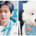[강다니엘] 어제 차룽이들 <b>스워</b>했는데 깅단이 졌대