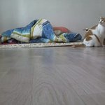 나의 동거묘 <b>도칠</b>이 봄맞이 3월 일상들..