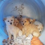 [강아지] 꼬맹이들 가족이 되어주세요
