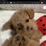 강아지 졸라 <b>기엽</b>다 진찌