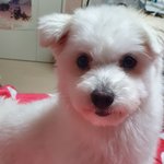 [드루와] 강아지 분양받으러간다!!!!!!!!