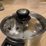 [댓글부탁해] 공감) 고양이 키울때 코딱지 <b>파면</b> 좋은 점