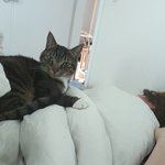 [고양이] 저도 자랑하고 싶어요 우리 냥이들~^^(러블리 랑 <b>뮤</b>)