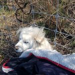 [강아지] 고속도로위 긴급구조