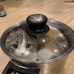 [댓글부탁해] 공감) 고양이 키울때 코딱지 <b>파면</b> 좋은 점